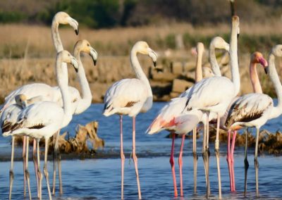 flamencos-playa-de-almenara-castellon-01