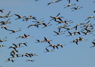 flamencos-playa-de-almenara-castellon-02