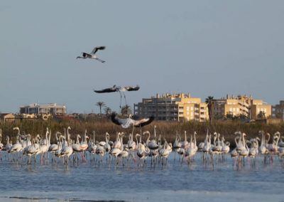 flamencos-playa-de-almenara-castellon-03