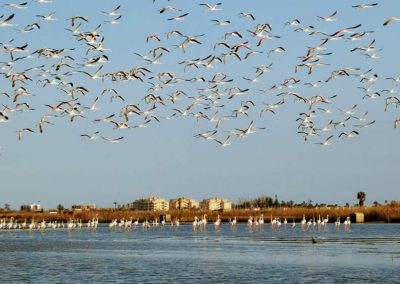 flamencos-playa-de-almenara-castellon-04