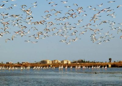 flamencos-playa-de-almenara-castellon-04