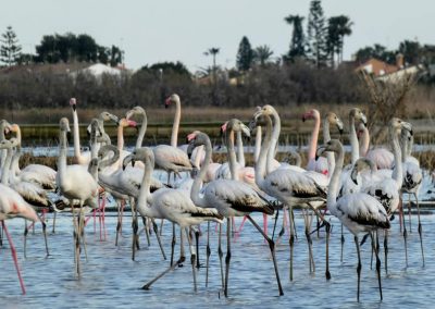 flamencos-playa-de-almenara-castellon-05