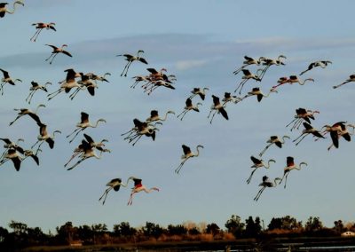 flamencos-playa-de-almenara-castellon-06