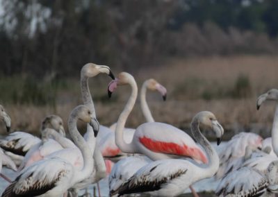 flamencos-playa-de-almenara-castellon-07