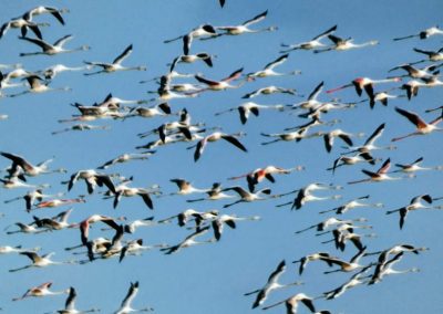 flamencos-playa-de-almenara-castellon-08