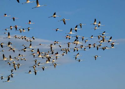 flamencos-playa-de-almenara-castellon-10
