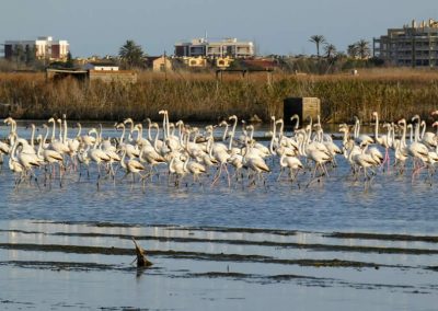 flamencos-playa-de-almenara-castellon-11